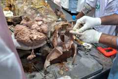 Dissection-Class-2