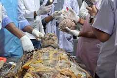 Dissection-Class-3