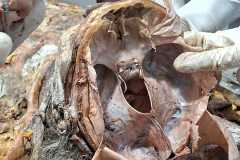 Dissection-Class