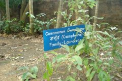 Herbal-garden-1