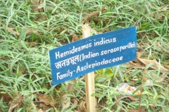 Herbal-garden-2
