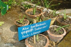 Herbal-garden-3