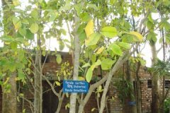 Herbal-garden-4